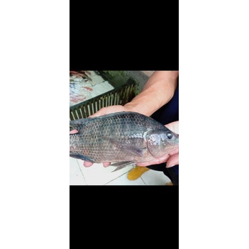 

ikan mujair fresh 1kg