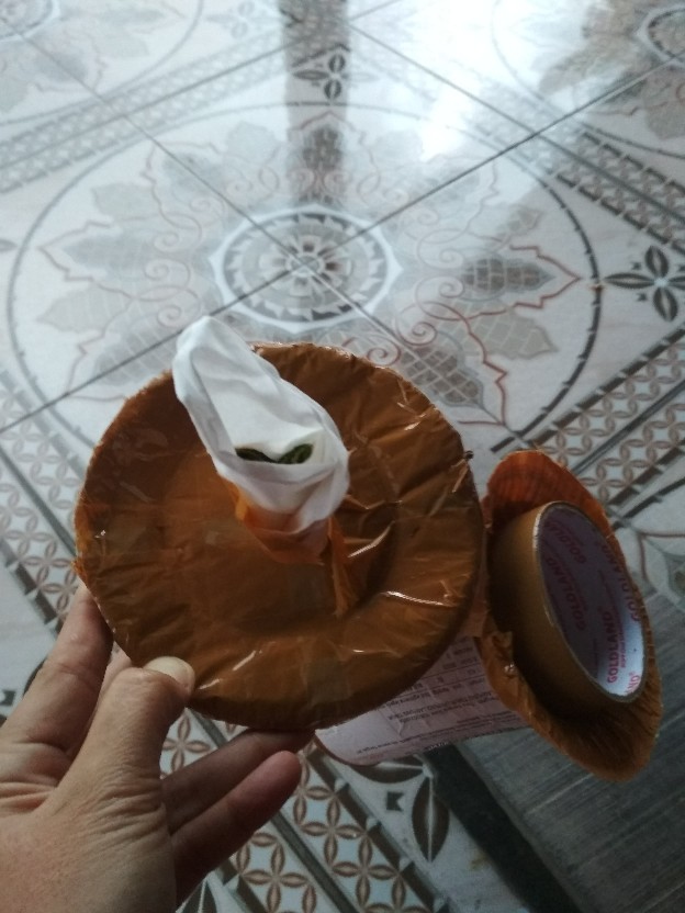 Bibit Aglonema Legacy Mangkok 2-3 Daun
