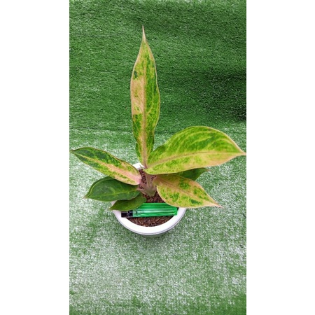 aglonema tembaga Greg asli original dewasa roset dan ini lah yg akan kami kirim