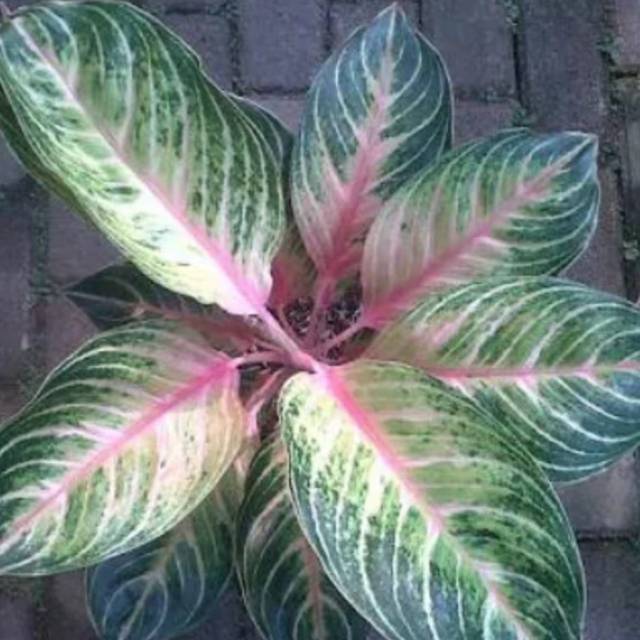 Bibit Bunga Aglonema CINTA Import