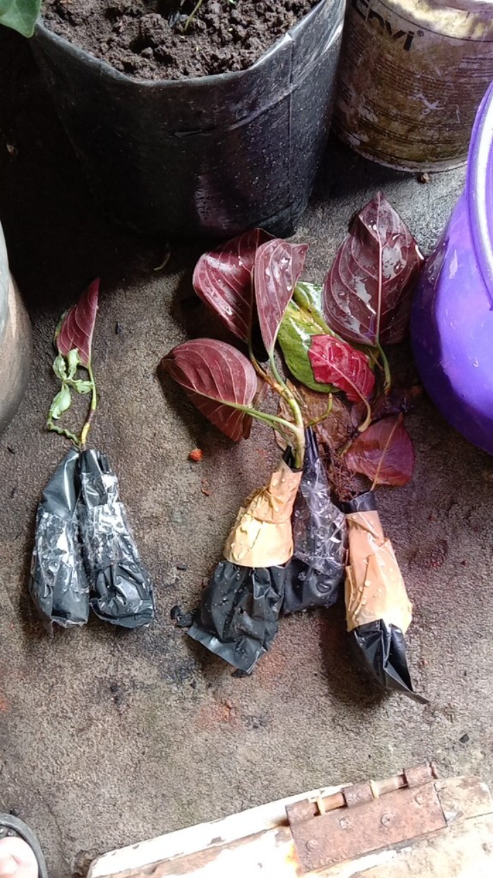 Aglonema Rotundum Aceh