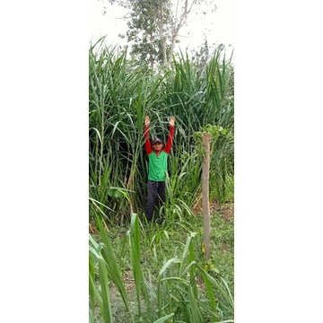 bio vitas BB Biogen Bank pakan