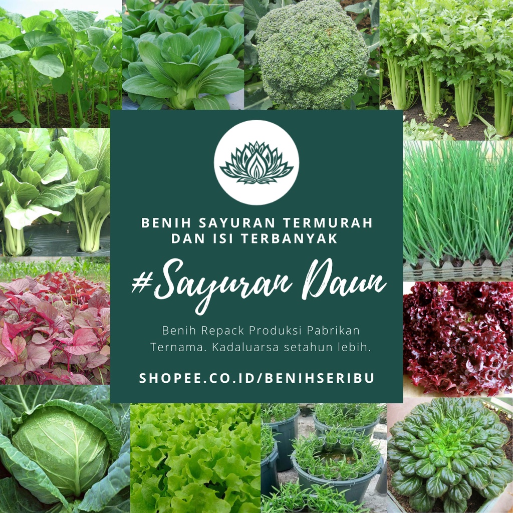 BS-BYL Benih Sayuran Seribuan Bibit Sayuran Unggul Kangkung Bayam Brokoli Kol Kubis Daun Bawang Sayur Sawi Pakcoy Selada Kemangi Seledri dll-1