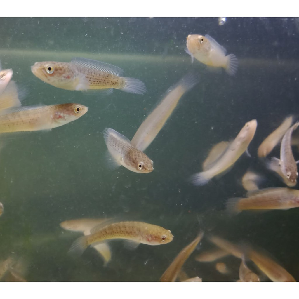 Baby Channa Stewartii Aru (Pahe 3 ekor)