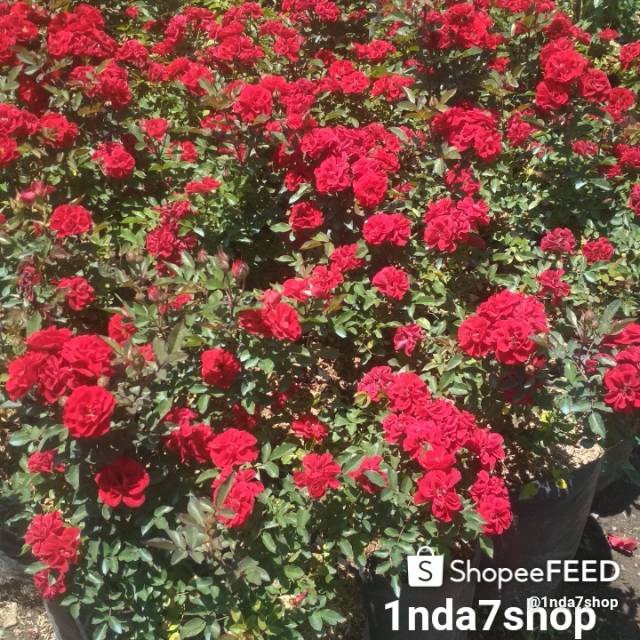 Mawar Jepang (tanaman hidup)