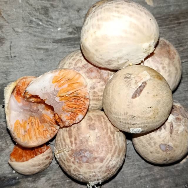 

Buah pinang wangi aceh/Buah Pinang Tua / Pinang Jambe / Pinang Fresh/pinang muda