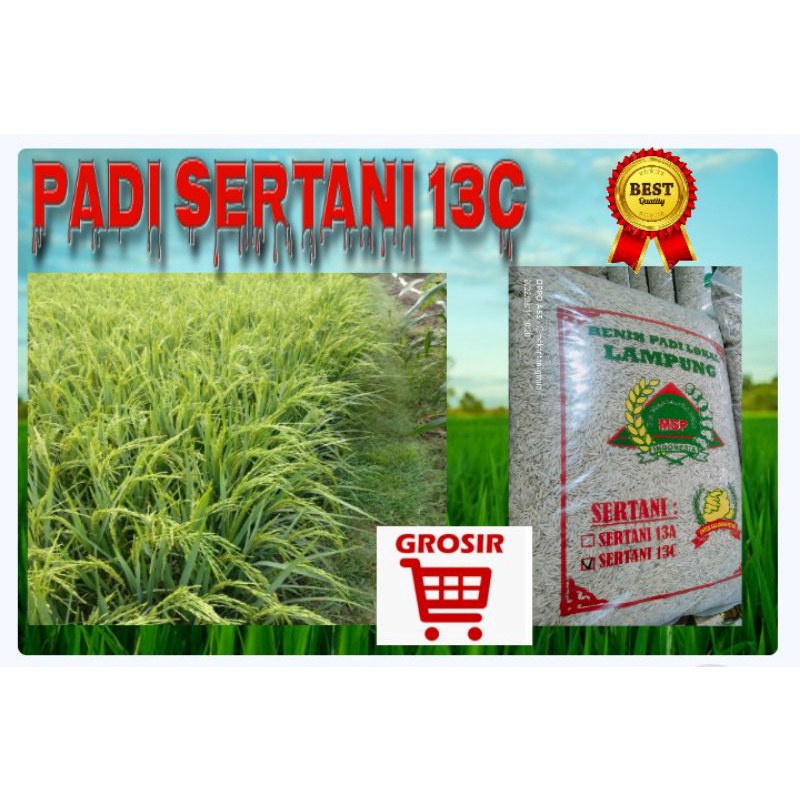 Benih padi Genjah sertani 13c 5kg