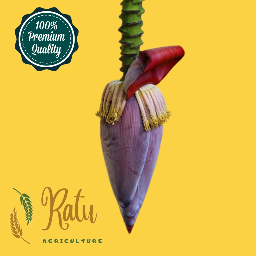 

Jantung Pisaang Untuk di Sayur