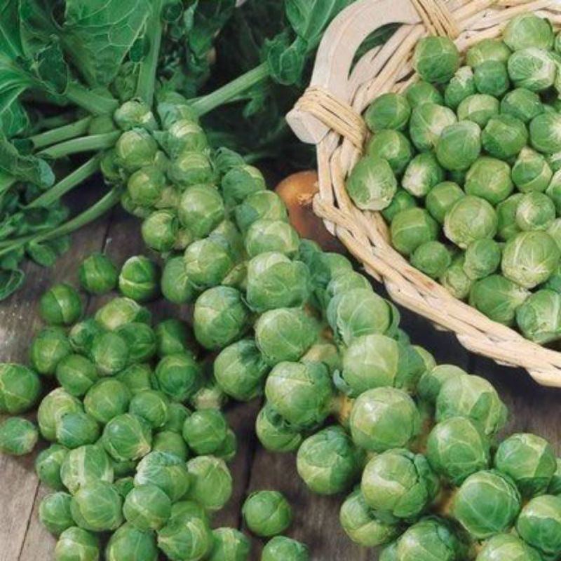 6 Benih/Biji/Bibit Brussels/Kubis Mini