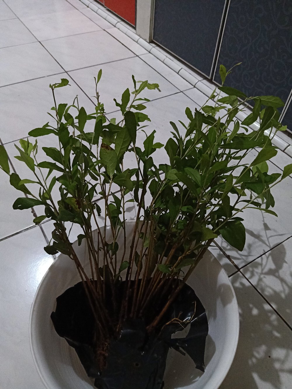 Pohon Lee Kwan Yew / Likuanyu Perbatang