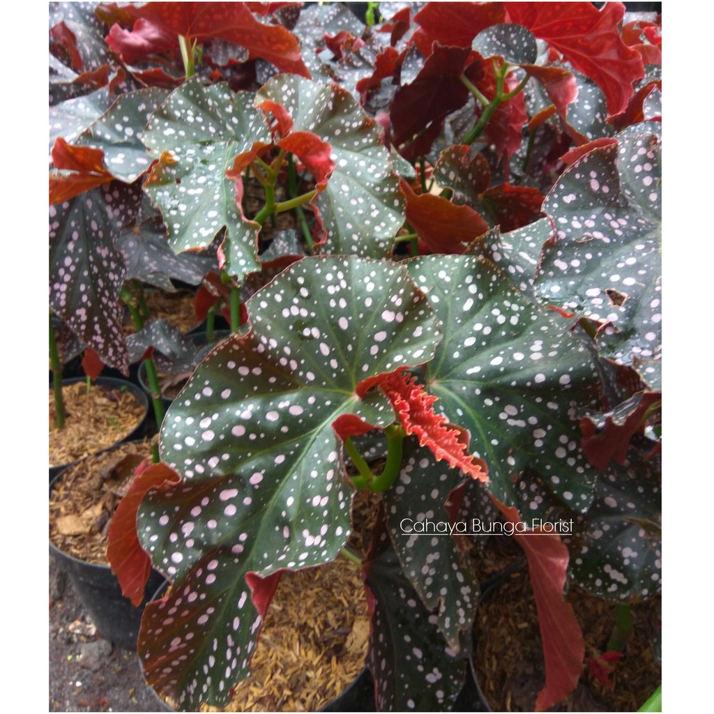 Tanaman Hias Begonia Cracklin Rosie I Polkadot Mocca