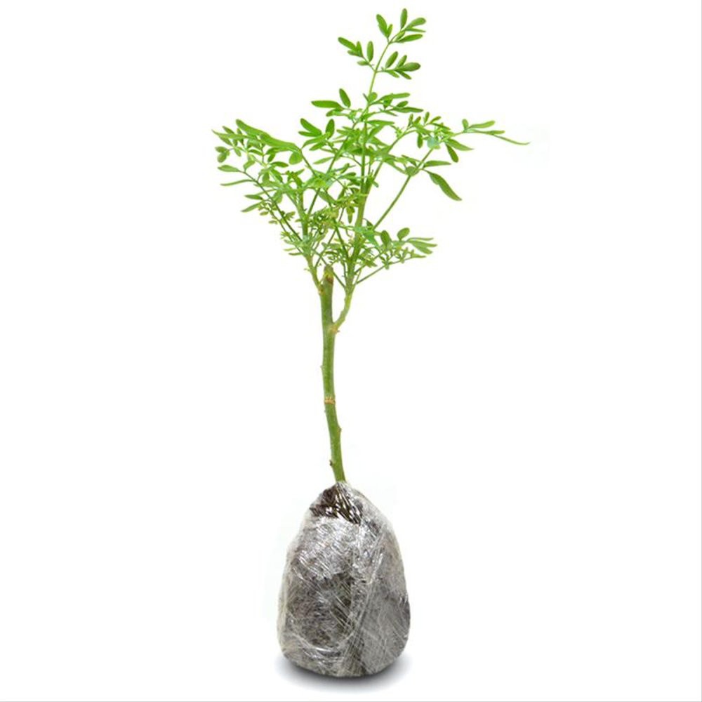 TANAMAN HERBAL INGGU