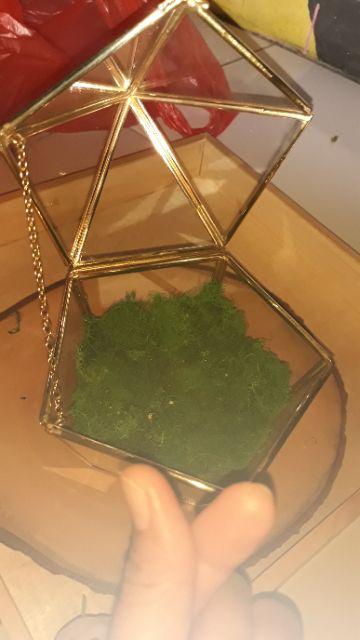 Tempat Cincin Terrarium