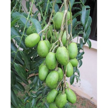 Bibit Tanaman Kedondong