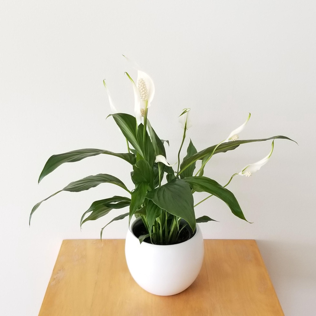 Tanaman Hias Peace Lily / Spatufilum berBunga Indoor Atau Outdoor