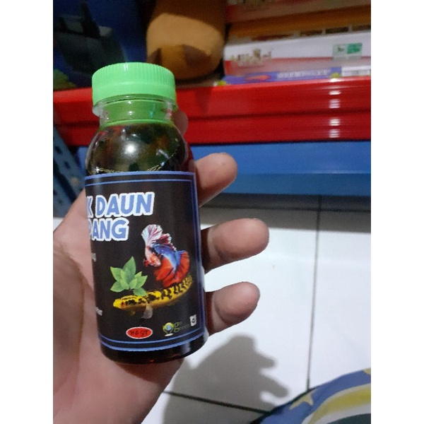 ekstrak daun ketapang premium asli pekat original 100ml