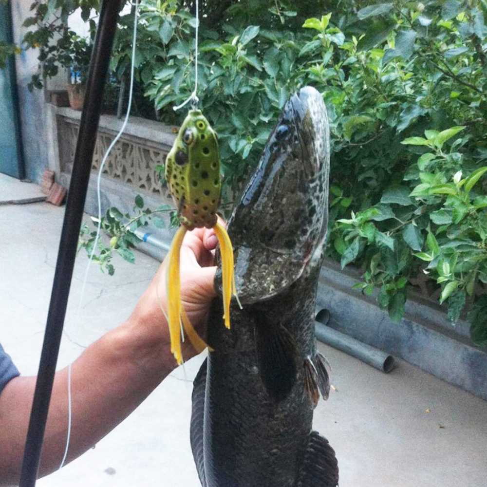 UMPAN MANCING BENTUK KODOK KODOKAN KODOK TIRUAN KODOK MAINAN UMPAN PANCING KODOK UMPAN PANCING KATAK