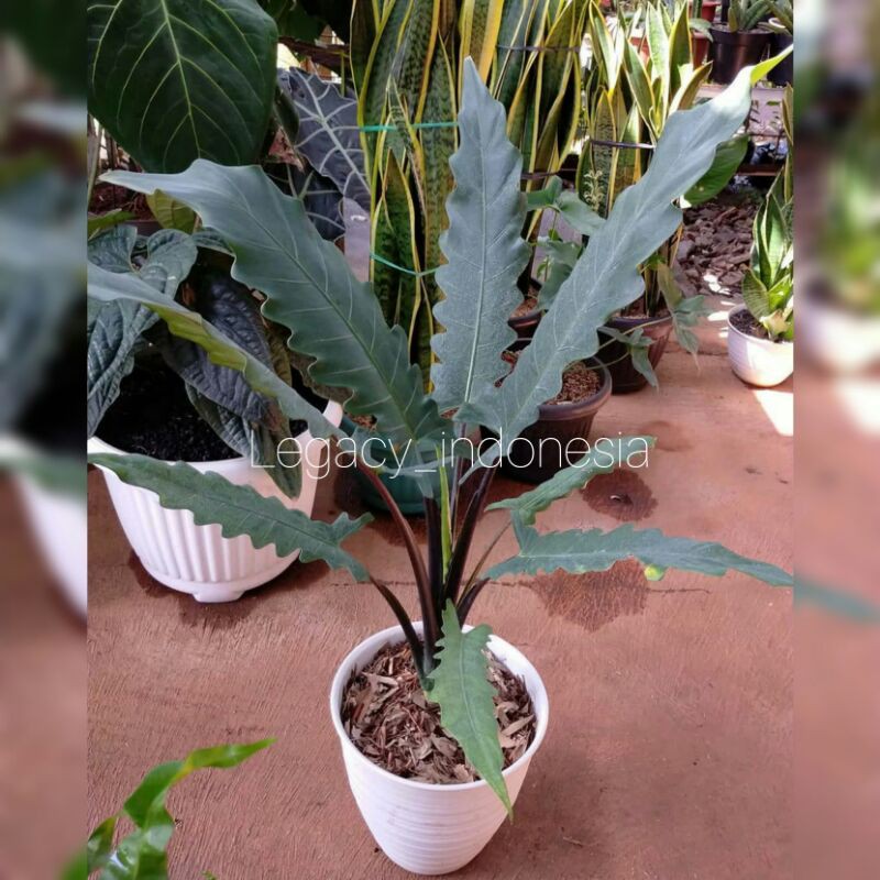 tanaman hias/keladi/alocasia/keladi keris papua/alocasia keris papua/keladi keris