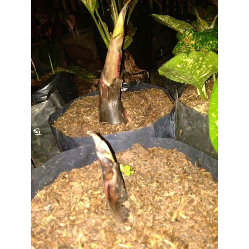 Bonggol Pisang Variegata Kuning Asli