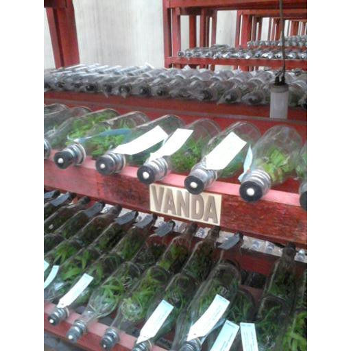 Bibit Anggrek Vanda
