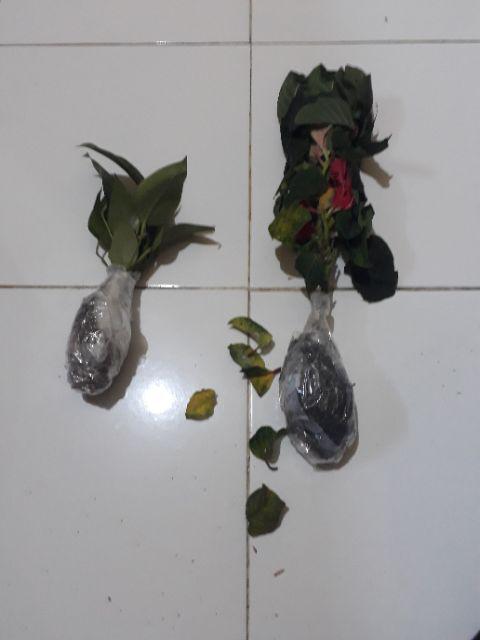 Tanaman Hias Indoor Dan Teduh Bunga Kastuba Mawar Merah / Keriting Daun Merah