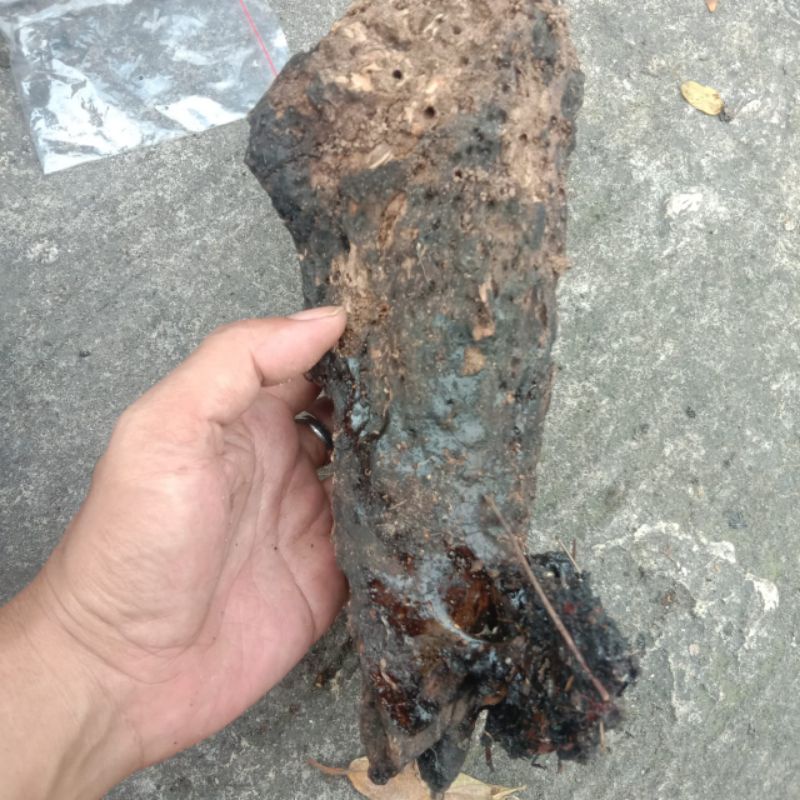 KAYU GETAH KATILAYU 100%ASLI BUAT PELAMPUNG PANCINGAN