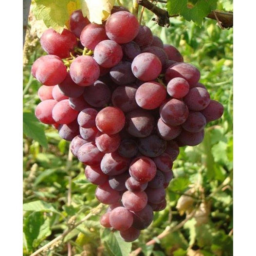 Obral Bibit Buah Red Anggur Ninel Import Ukraina