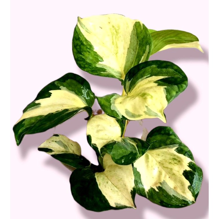 Sirih Manjula Photos | Tanaman Hias Sirih Manjula Photos Sirih Gading Manjula