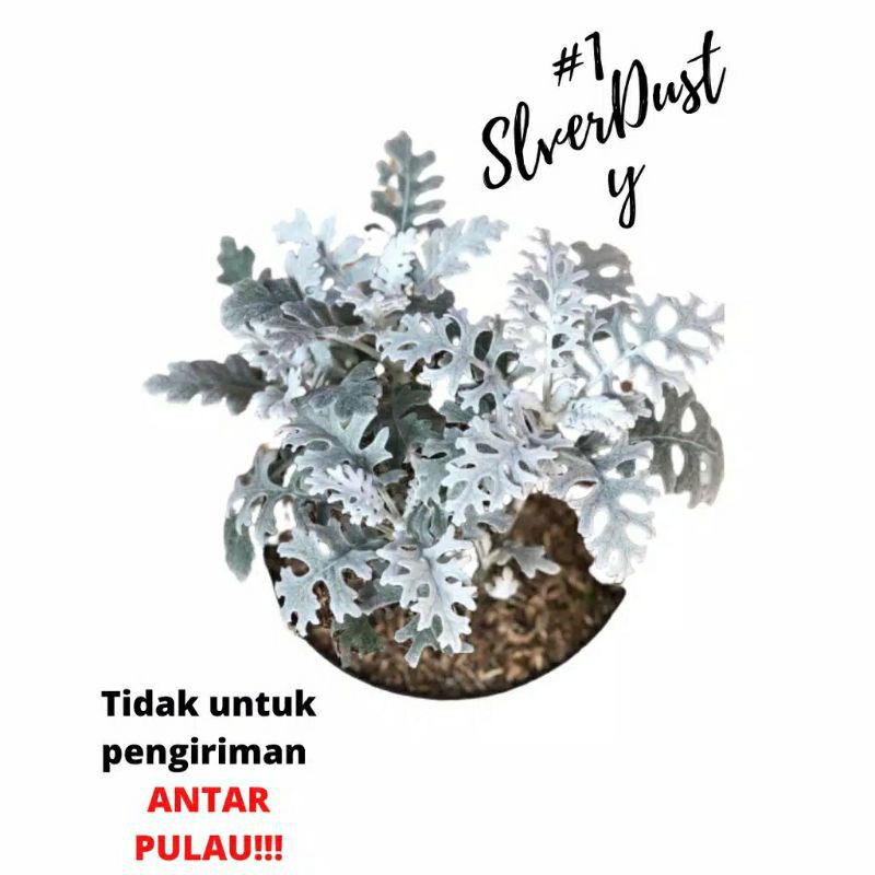 SILVER DUST TANAMAN HIAS HIDUP | COD | PROMO TANAMAN HIAS HIDUP SALJU