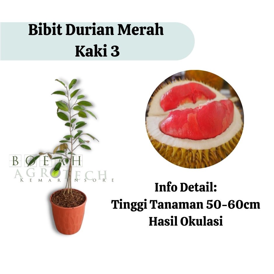 Bibit Durian Merah Kaki 3 (Jaminan Original)