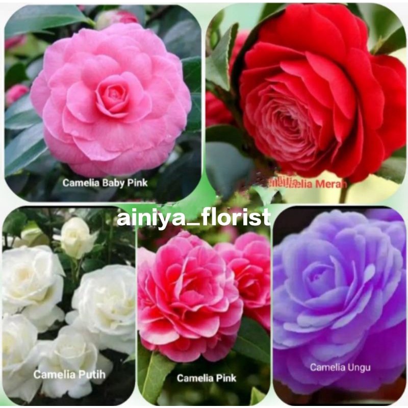 Bunga Camelia Tanaman hidup berakar