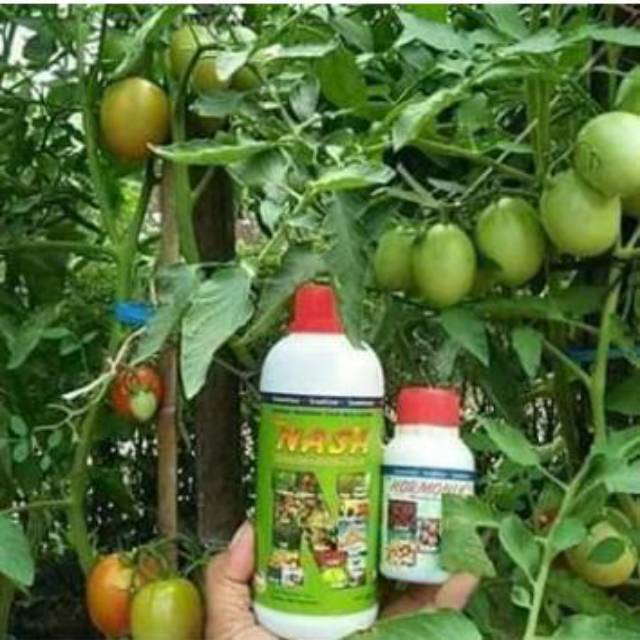 Pupuk poc hormonik nasa