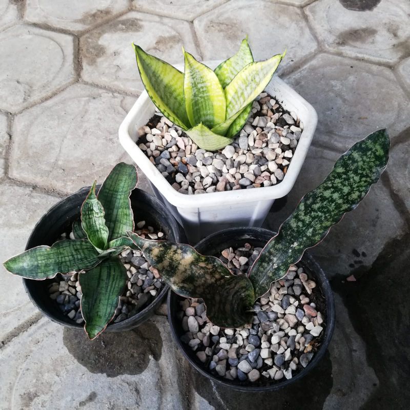 Paket Sansevieria Cleopatra - kirkii brown - hahni philipine