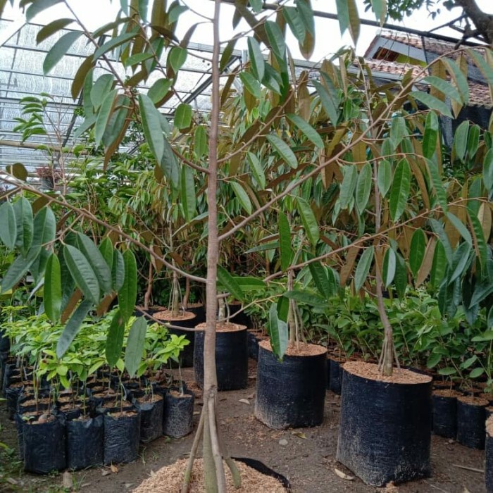 Bibit durian Montong kaki 3, tinggi 2 meter