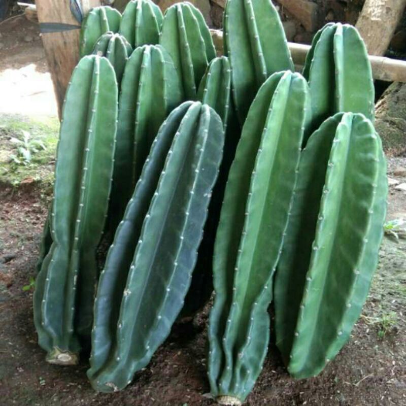 Pohon Kaktus Belimbing-Kaktus Koboi-Tanaman Hias Kaktus Belimbing-Kaktus Koboy-PROMO KAKTUS KOBOI