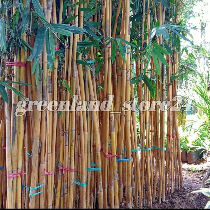 Pohon Bambu panda kuning - pohon bambu kuning - tanaman bambu pagar - bambu panda - bambu kuning