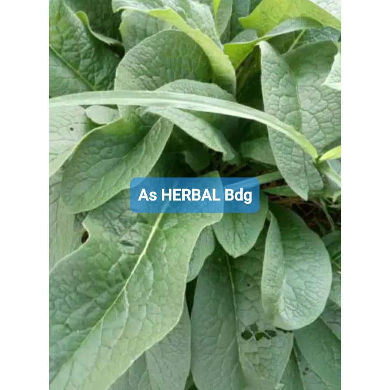 

Daun komfrey daun kompri segar 500 gram-az