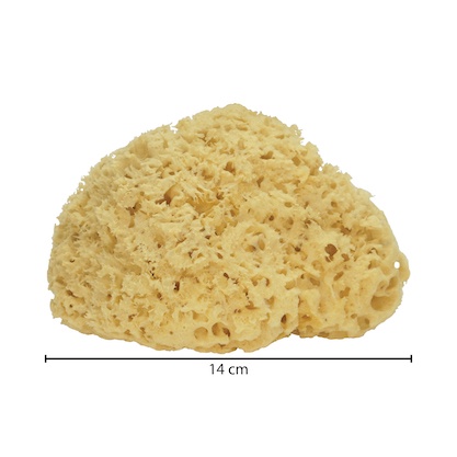 [GERMANY] NATURAL SEA SPONGE for baby / for face / for body