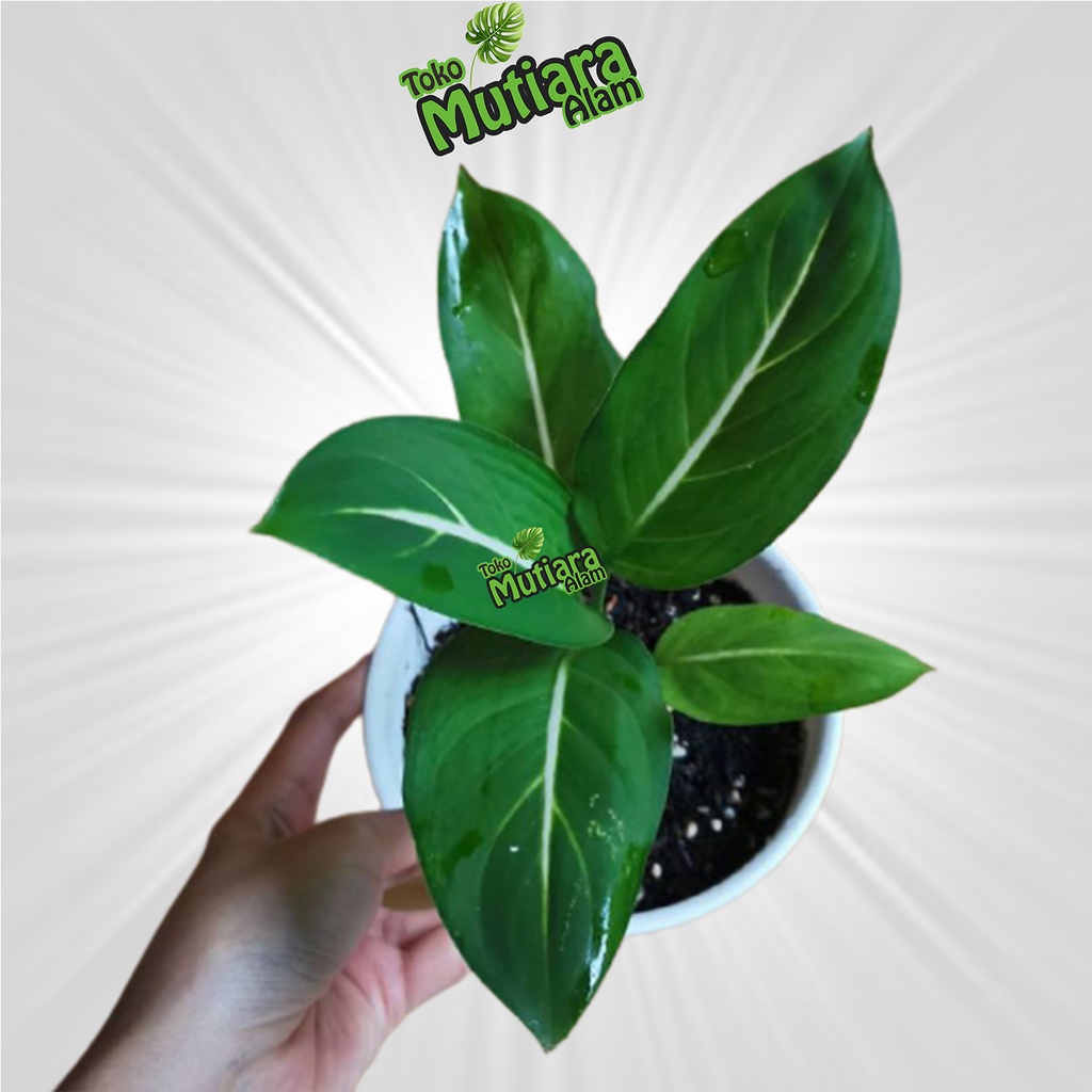 AGLONEMA HIJAU GARIS PUTIH DEWASA MUTIARA ALAM