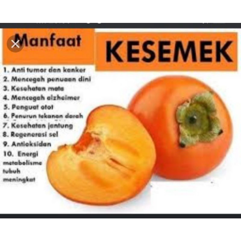 bibit buah kesemek cangkok