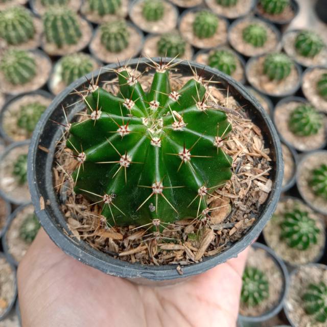 Kaktus ownroot ecinopsis mini + pot hitam