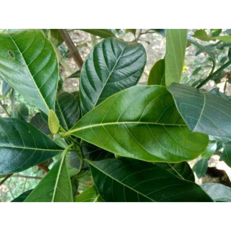 

Daun Nangka Segar 250 gr