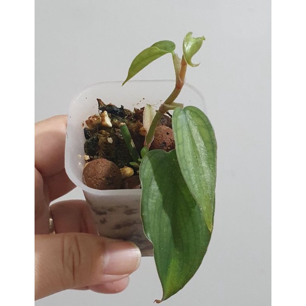 philodendron burlemarx fantasy