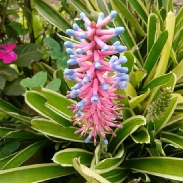 Bromelia jagung / bromelia  Aechmea gamosepala