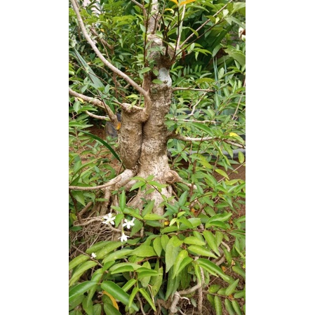 bonsai anting putri batang besar