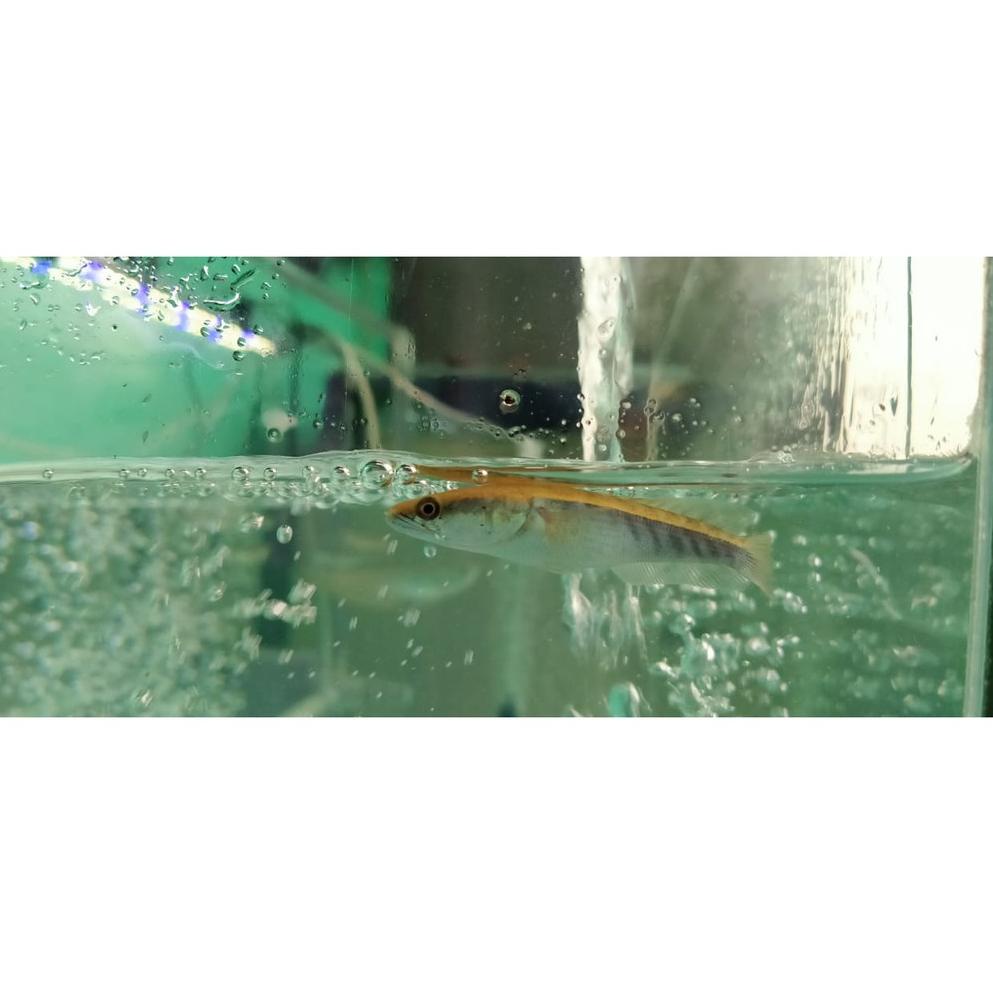 [KODE PRODUK CKQOV9197] Ikan channa maru yellow sentarum [ Red eye ] 5 cm dan