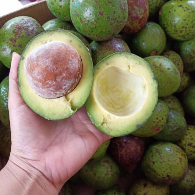 

Alpukat 1kg
