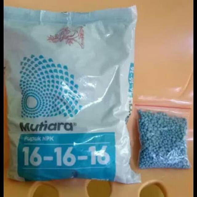 Pupuk NPK Mutiara Untuk Mempercepat Pertumbuhan Pembuahan Pupuk NPK Mutiara Untuk Mempercepat Pertumbuhan Pembuahan