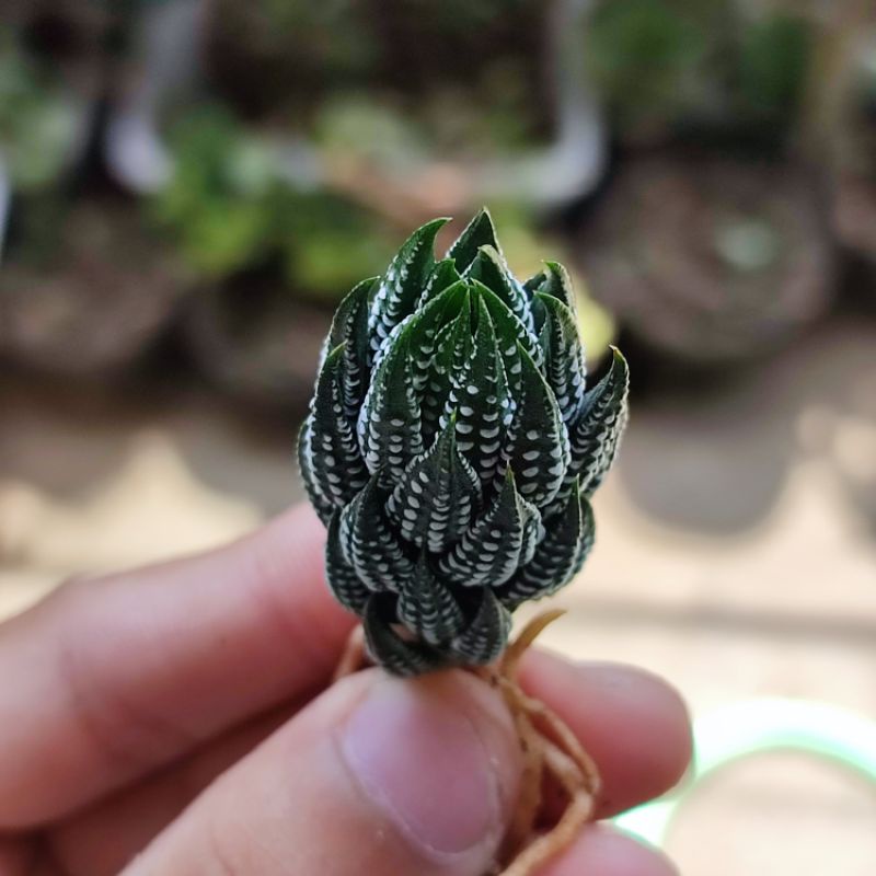 Haworthia Reindwartii var Kaffirdriftnensis Unik