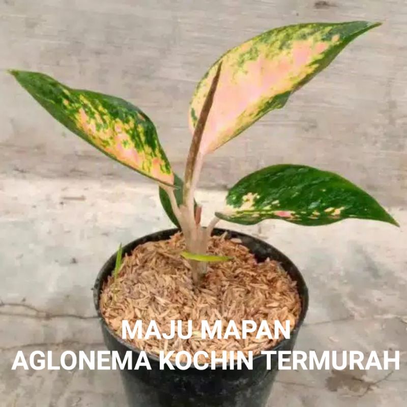 AGLONEMA KOCHIN SIAP TANAM/BUNGA AGLONEMA KOCHIN